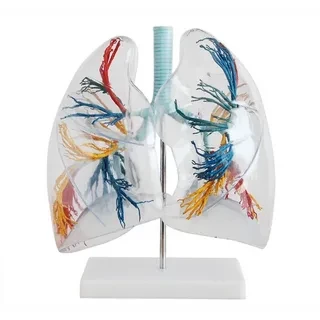 MODEL OF TRANSPARENT HUMAN LUNG SEGMENT (JUMBO)
