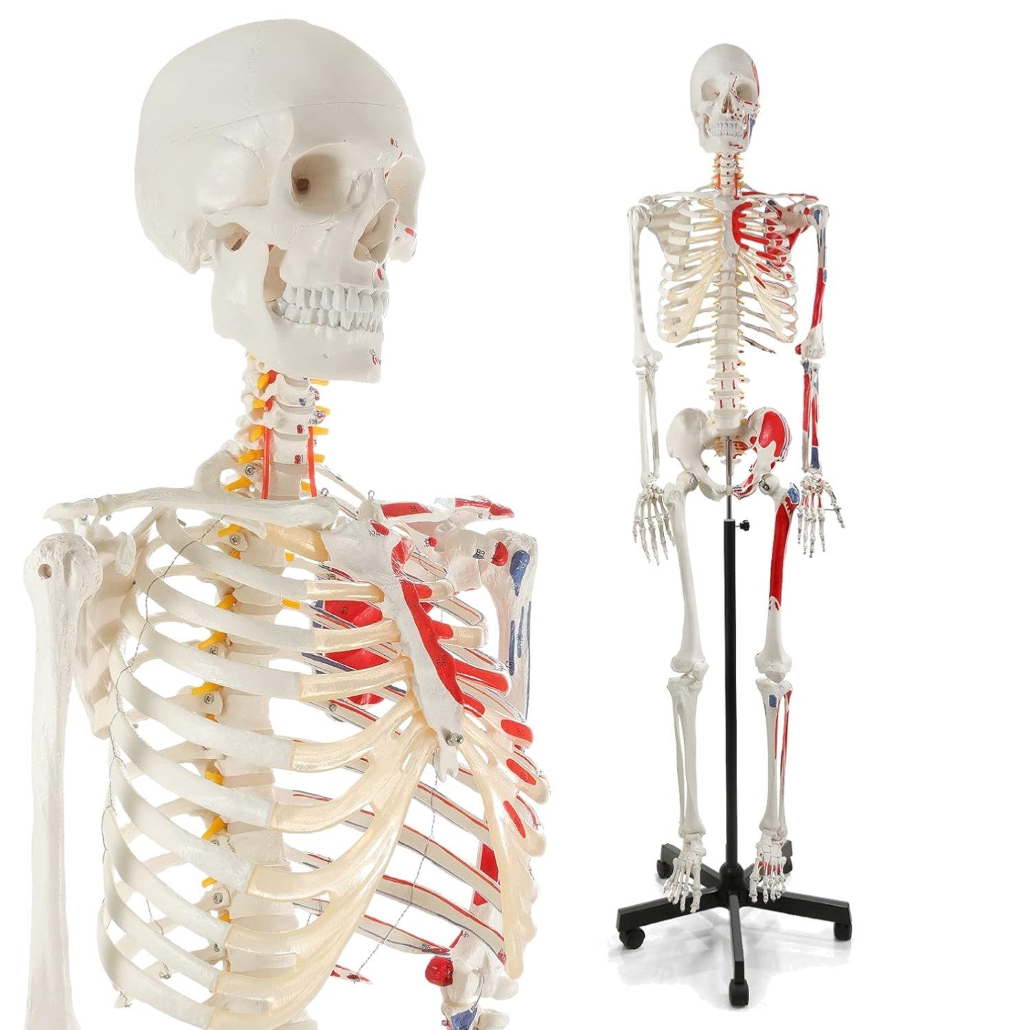 DELUXE LIFE-SIZE HUMAN SKELETON COLOURED 170CMS TALL WITH ENTHESIS OF MUSCLES