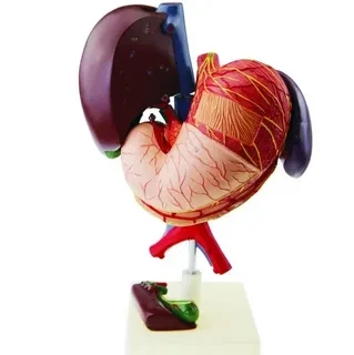 HUMAN LIVER, PANCREAS & DUODENUM