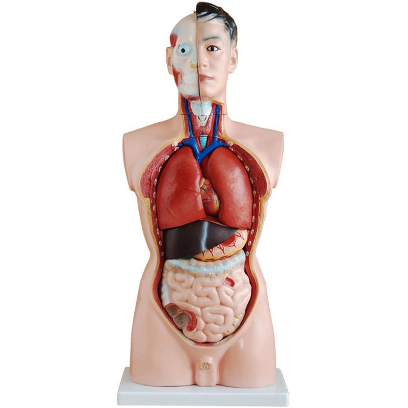 HUMAN TORSO MALE 65CMS WITH HARD ORGANS