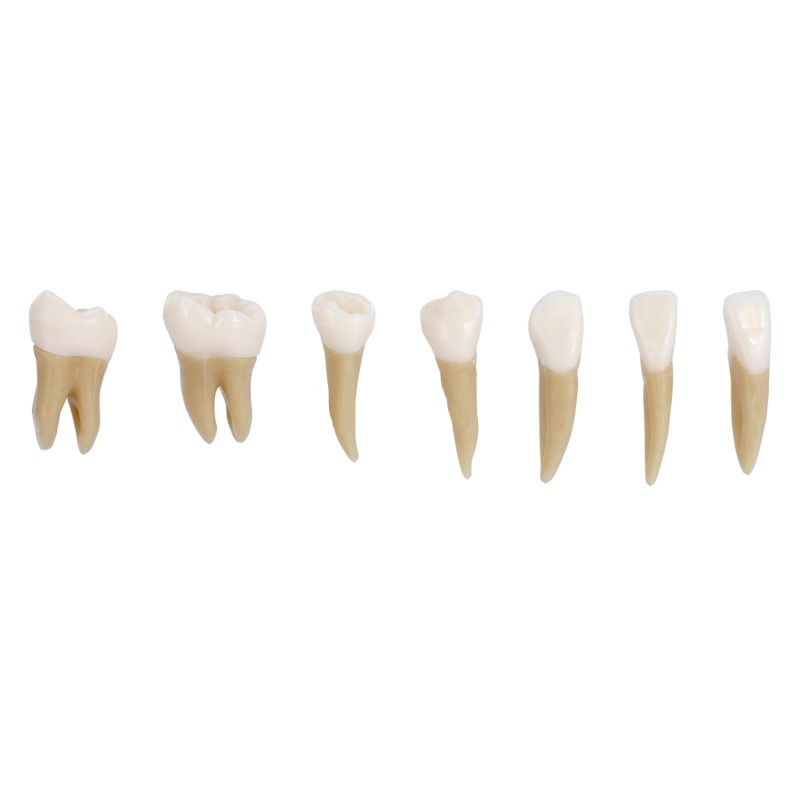 TEETH MODEL 5 SET
