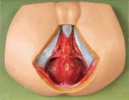 MALE PERINEUM ANATOMY (SOFT)