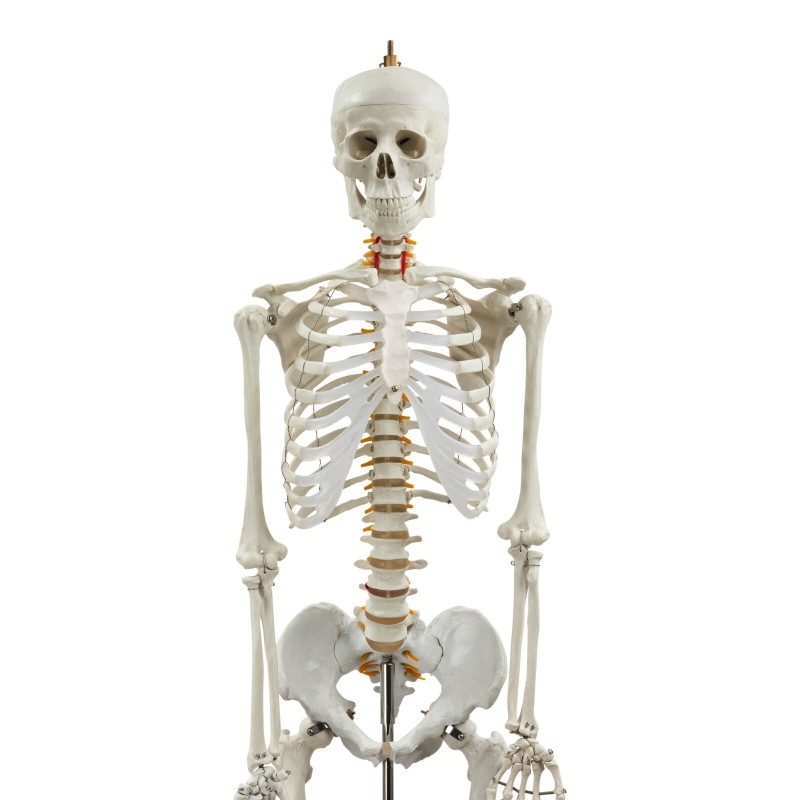 HUMAN SKELETON LIFE-SIZE (MALE) 180CMS TALL