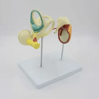 INNER EAR, AUDITORY OSSICLE AND TYMPANIC MEMBRANE