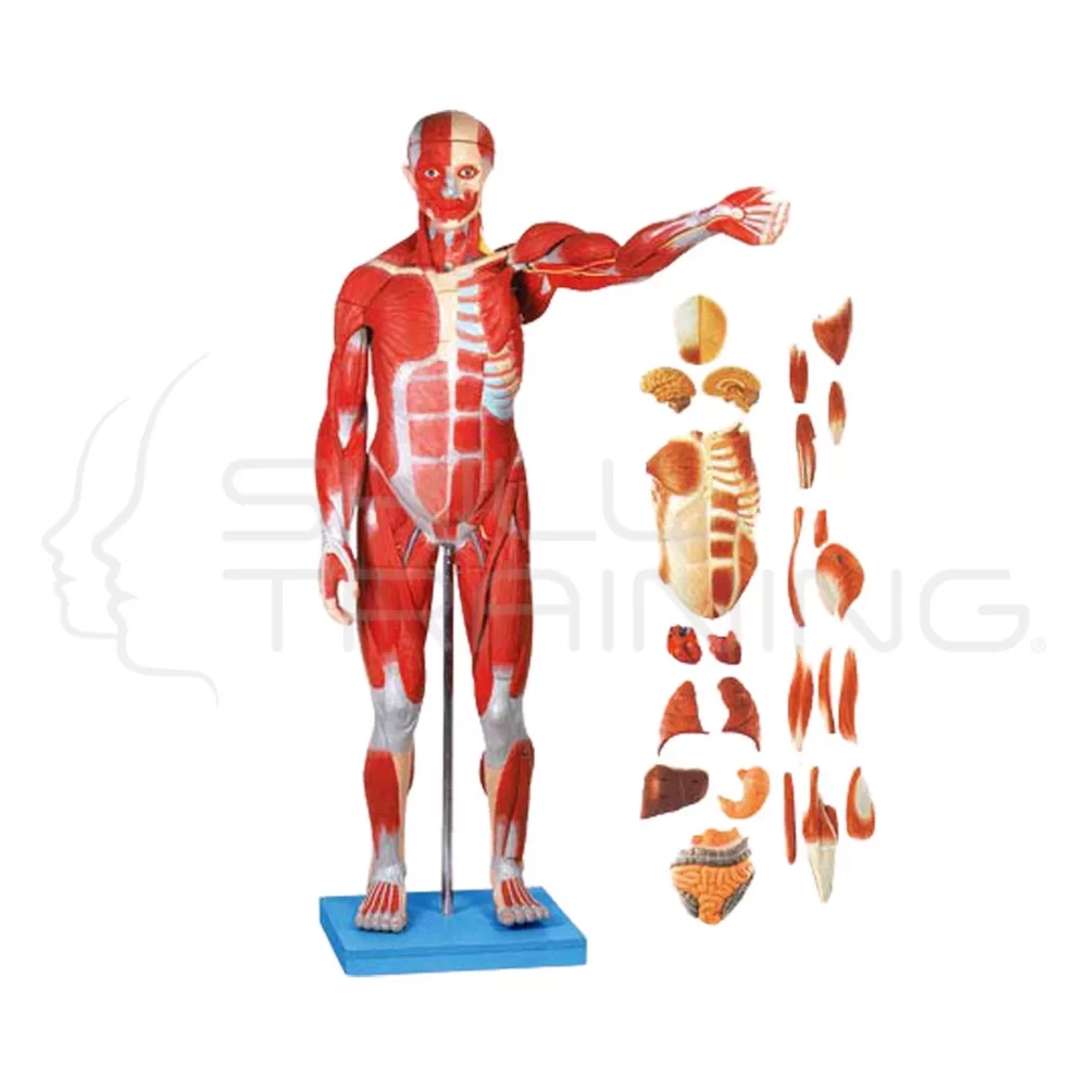 MALE MUSCLE FIGURE LIFE-SIZE 170CMS WITH INTERNAL ORGANS